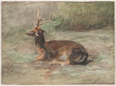Cervo sdraiato, seconda metà del XIX secolo (acquerello e gouache su grafite) da Rosa Bonheur