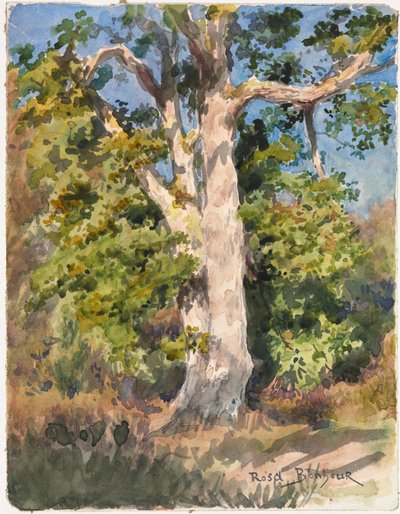 Studio di un albero da Rosa Bonheur