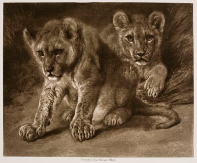  da Rosa Bonheur