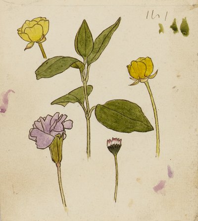 Studio di fiori - ranuncolo e margherita da Rosa Brett