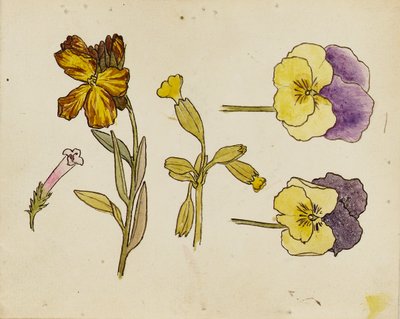 Studio di fiori - viola del pensiero, violaciocca da Rosa Brett