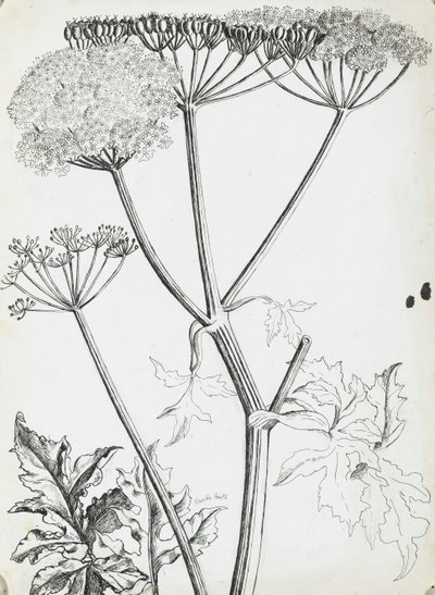 Prezzemolo di mucca da Rosalie Brill