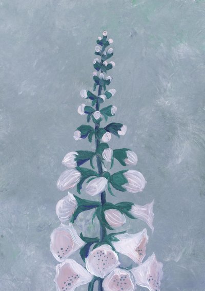 Fiore di digitale bianca da Rosana Laiz Blursbyai