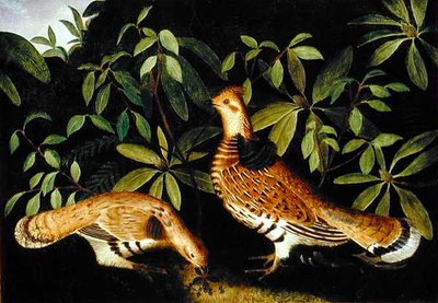 Due Grouse con Collare nel Sottobosco da Rubens Peale
