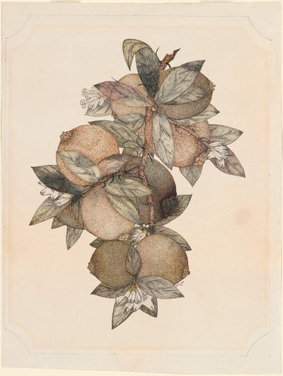 Frutto di Melograno da Rufus King