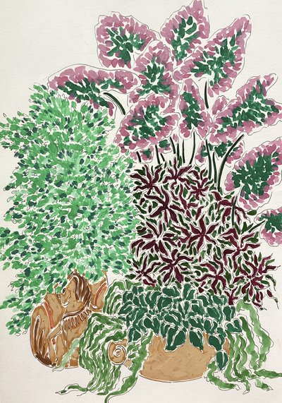 Piante in vaso dai colori vivaci da Rushati Chowdhury