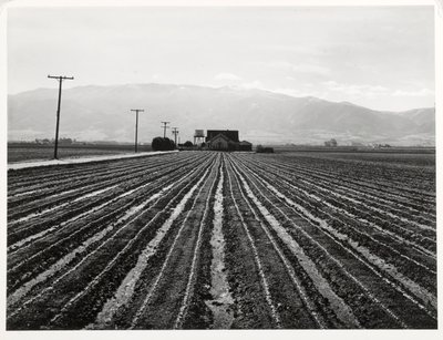 Giovane lattuga, Salinas, California da Russell Lee