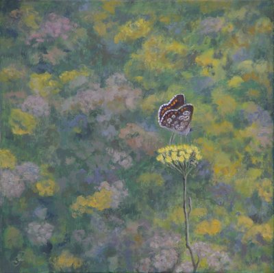 Brown Argus (dopo una foto di Sara Crow) da Ruth Addinall