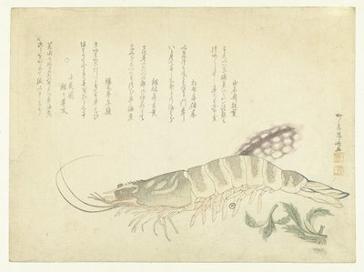 Gambero e seppia da Ryuryukyo Shinsai