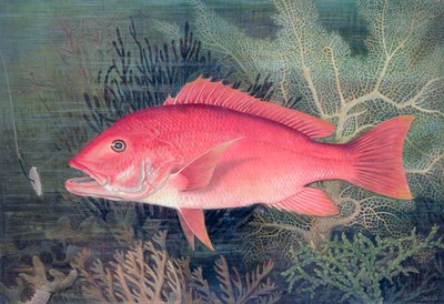 Pesce Rosso da SA Kilourne