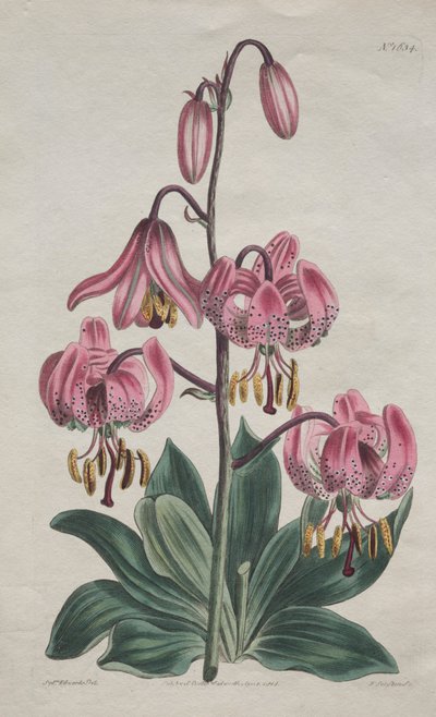 Il Magazine Botanico o Giardino dei Fiori: Giglio martagone a stelo liscio da S. Curtis