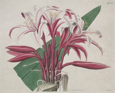 Il Magazine Botanico o Giardino dei Fiori: Crinum maestoso da S. Curtis