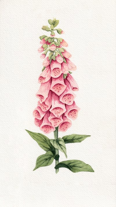 Delfinio rosa delicato da Salome