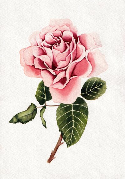 Elegante fiore di rosa rosa da Salome
