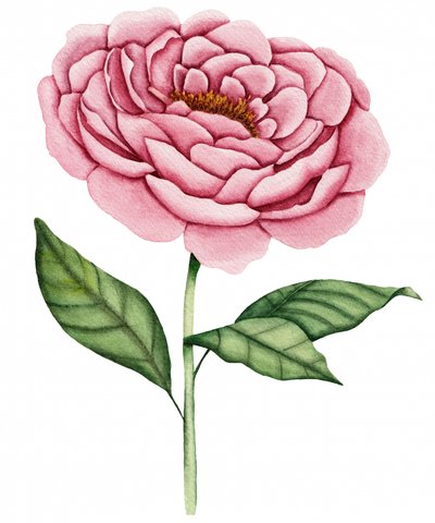 Fiore di peonia rosa da Salome