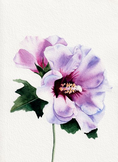 Fiori di ibisco viola da Salome