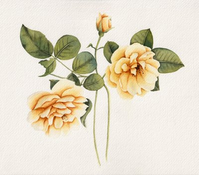 Rose gialle tenui da Salome