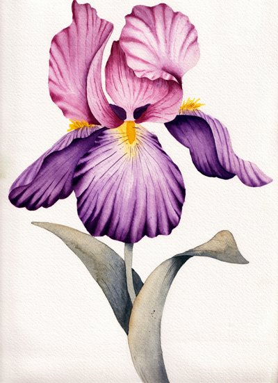 Iris viola brillante da Salome