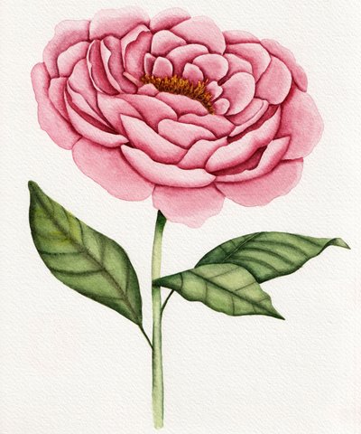 Peonia rosa ad acquerello da Salome