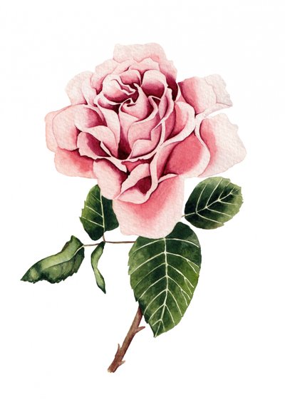 Rosa acquerellata da Salome