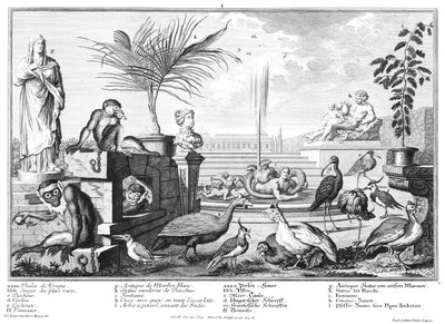 Scimmie, gallinacei e pivieri da Salomon Kleiner