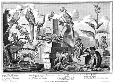 Pappagalli e scimmie da Salomon Kleiner