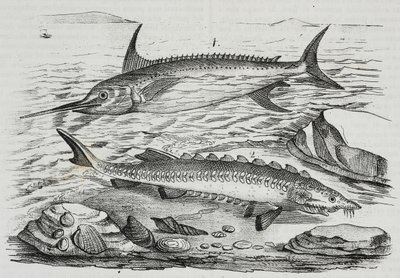 1 Pesce spada (Xiphias gladius), 2 Storione (Acipenser sturio), da Poliorama Pittoresco, n. 10, 16 ottobre da Salvatore Puglia