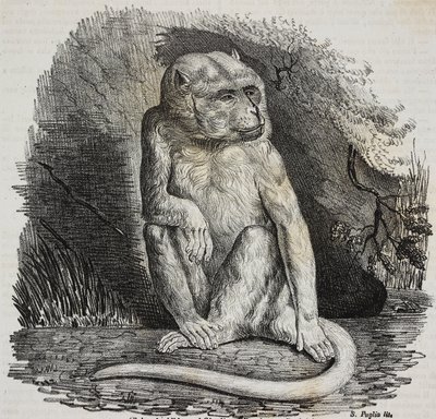 Scimmia albina nel Jardin des Plantes, giardino botanico di Parigi, Francia, litografia di Salvatore Puglia da Poliorama Pittoresco, n 23, 14 gennaio da Salvatore Puglia