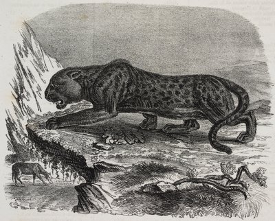 Pantera nera nel Jardin des Plantes, giardino botanico di Parigi, Francia, da Poliorama Pittoresco, n. 26, 4 febbraio da Salvatore Puglia