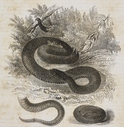 Varietà nera di vipera comune, coda e piccola vipera avvolta su se stessa come nel grembo materno, litografia di Salvatore Puglia da Poliorama Pittoresco, n.27, 8 febbraio da Salvatore Puglia