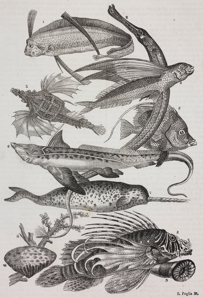 Creature oceaniche: 1 Dattiloftera, 2 Syngnathus, 3 Pegasus, 4 Trachypterus, 5 Chaetodon, 6 Pesce coniglio, 7 Unicorno (narvalo), 8 Pteroid volanti, 9 Attinia da Salvatore Puglia