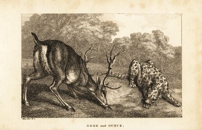 Incontro tra un cervo, Cervus elaphus, e un leopardo delle nevi, Panthera uncia da Samuel (after) Howitt