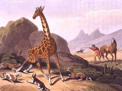 Caccia alla giraffa, inciso da Matthew Dubourg (fl.1785-1820), pubblicato da Edward Orme da Samuel (after) Howitt