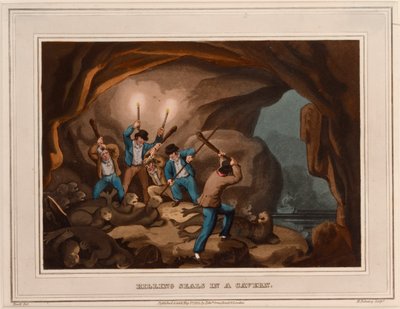 Uccisione di foche in una caverna da Samuel (after) Howitt