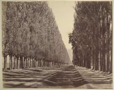 Una strada fiancheggiata da pioppi, Kashmir da Samuel Bourne