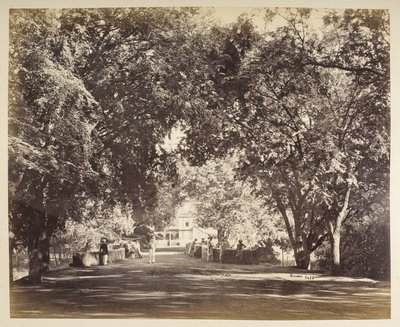 Un arco di alberi vicino a Tanjore da Samuel Bourne