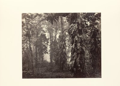 Darjeeling; Striscianti nella foresta sotto Ging da Samuel Bourne