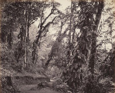 Darjeeling, scena forestale con rampicanti, con la strada di Tukvar da Samuel Bourne