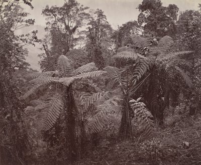 Darjeeling, Gruppo di Felci Arboree a Lebong da Samuel Bourne