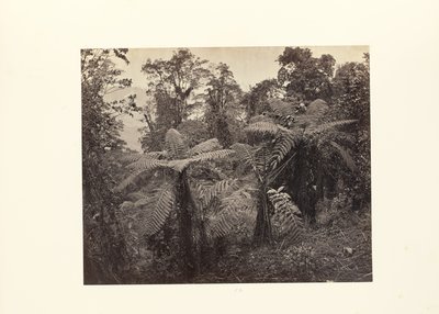 Darjeeling; gruppo di felci arboree a Lebong da Samuel Bourne