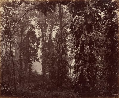 Darjeeling, India da Samuel Bourne