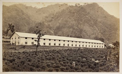 La tenuta del tè Selim, Darjeeling, la nuova fabbrica, divisione inferiore, da 