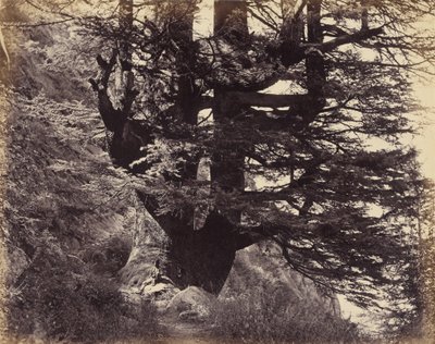 Simla - Grande Deodar, 42 piedi di circonferenza da Samuel Bourne