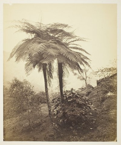 La Felce Arborea, Foto Premio da Samuel Bourne