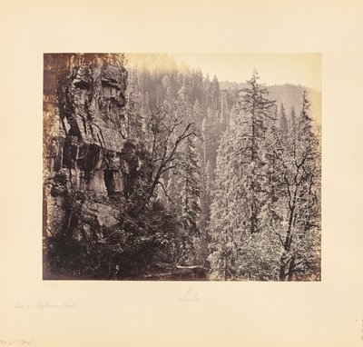 Veduta nella foresta di Narkunda da Samuel Bourne