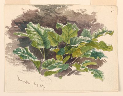 Studio botanico da Samuel Colman