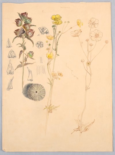 Ranuncoli, Monte Desert da Samuel Colman