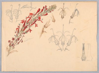 Fiore cardinale da Samuel Colman