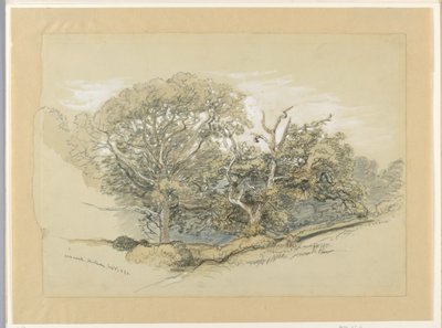 Disegno, Oak Wood, Montauk, New York, 8 settembre 1880 da Samuel Colman