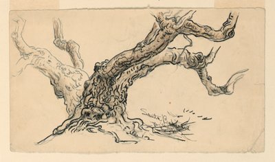 Disegno, schizzi. Sicomori, Santa Barbara, California, 1888 ca. da Samuel Colman